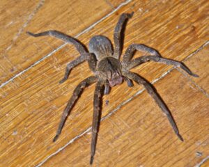 Aranha Armadeira