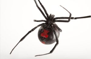 Aranha Viuva negra