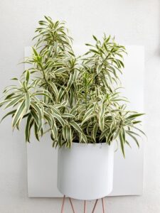 Planta Pleomele