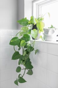 Planta Jiboia