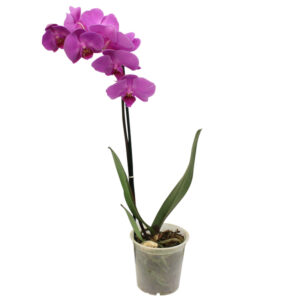 Orquídea