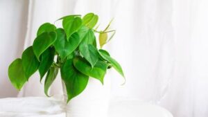 Planta Filodendro