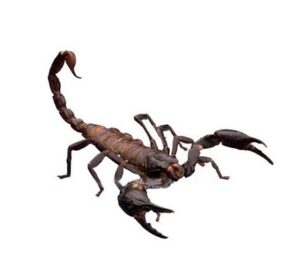 Escorpião Preto