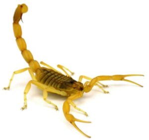 Escorpião Amarelo 
