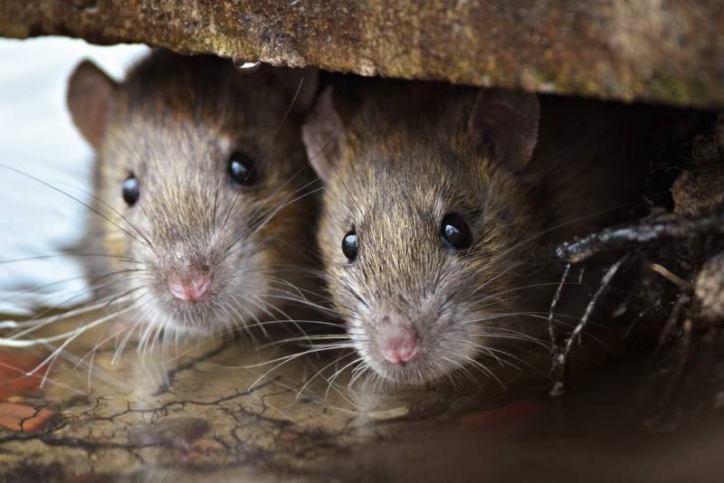 Como matar ratos sem pôr a própria segurança em risco