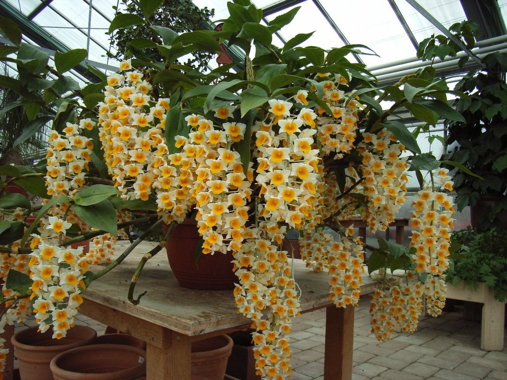 Orquídea Dendrobium: Saiba como cuidar - Kelldrin