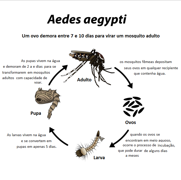 Saiba como se reproduz o mosquito da Dengue e como combatê-lo - Kelldrin