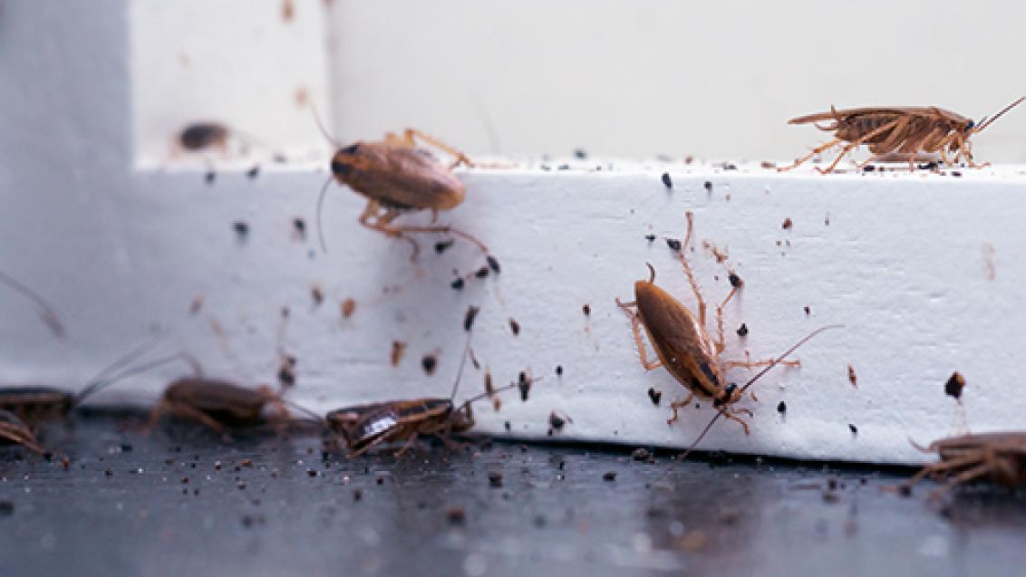 imagem_2_5-solucoes-para-controlar-as-baratas-urbanas 4 formas de eliminar baratas que invadem sua casa