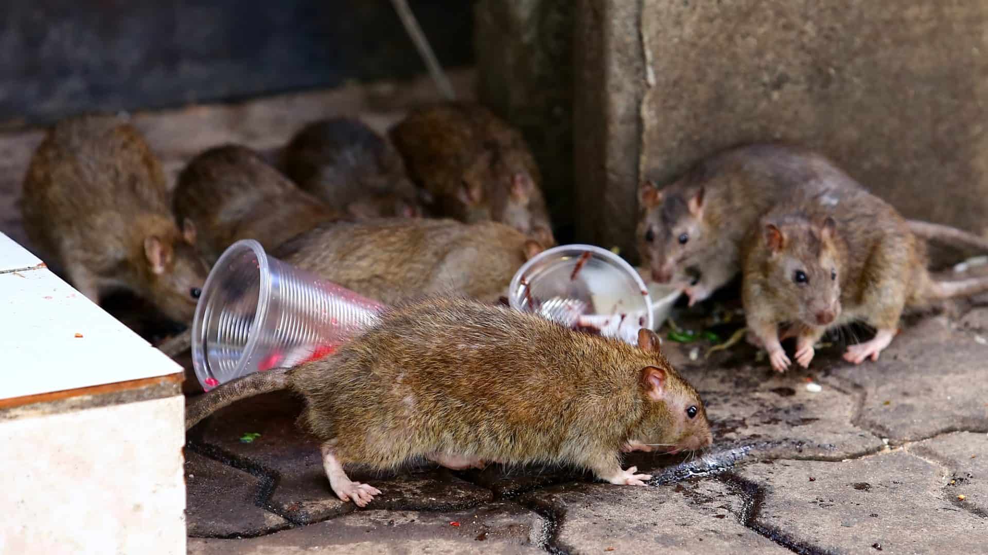 Fezes de rato: como identificar e o que fazer