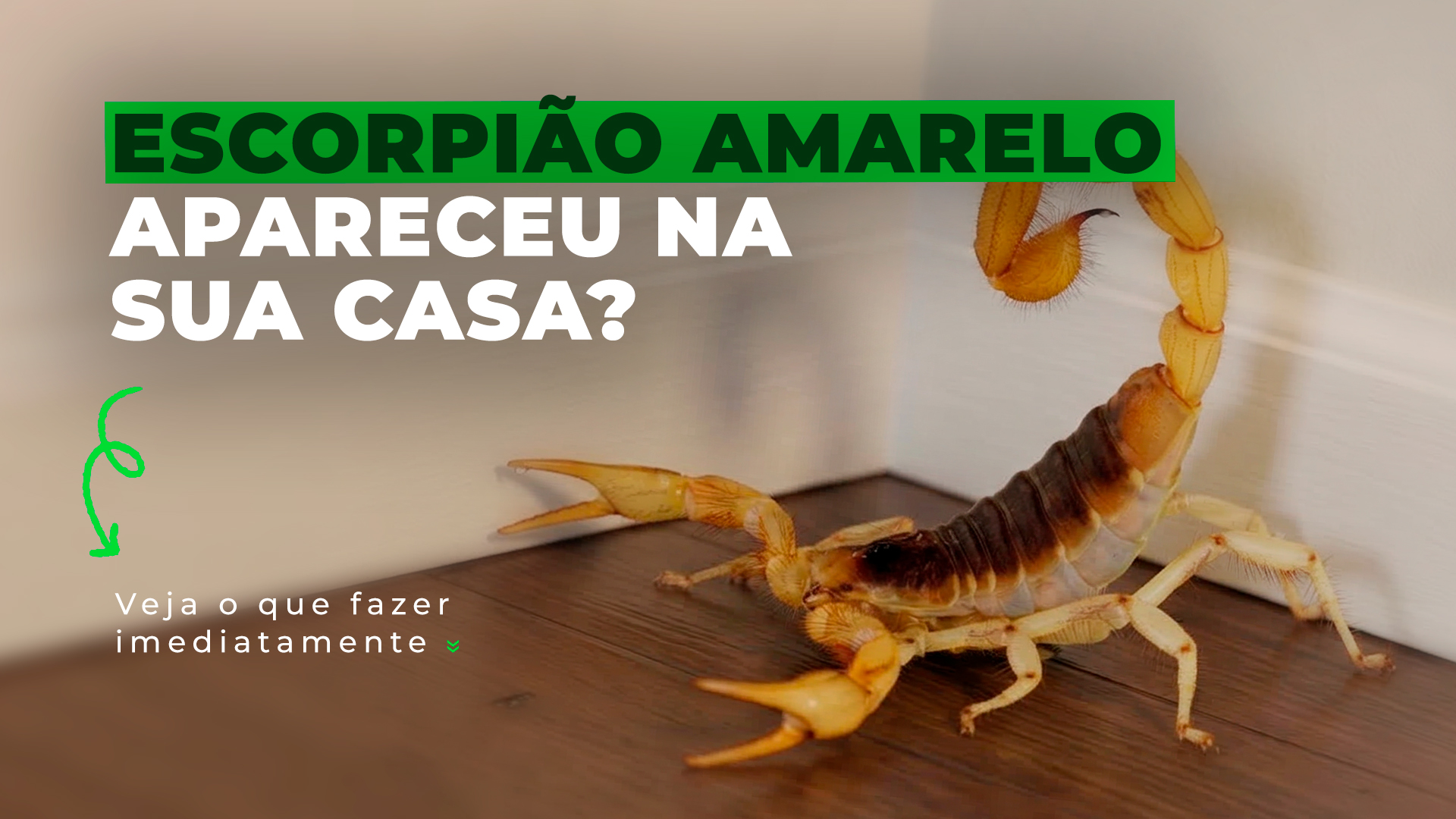 Escorpião amarelo apareceu na sua casa? Veja o que fazer imediatamente