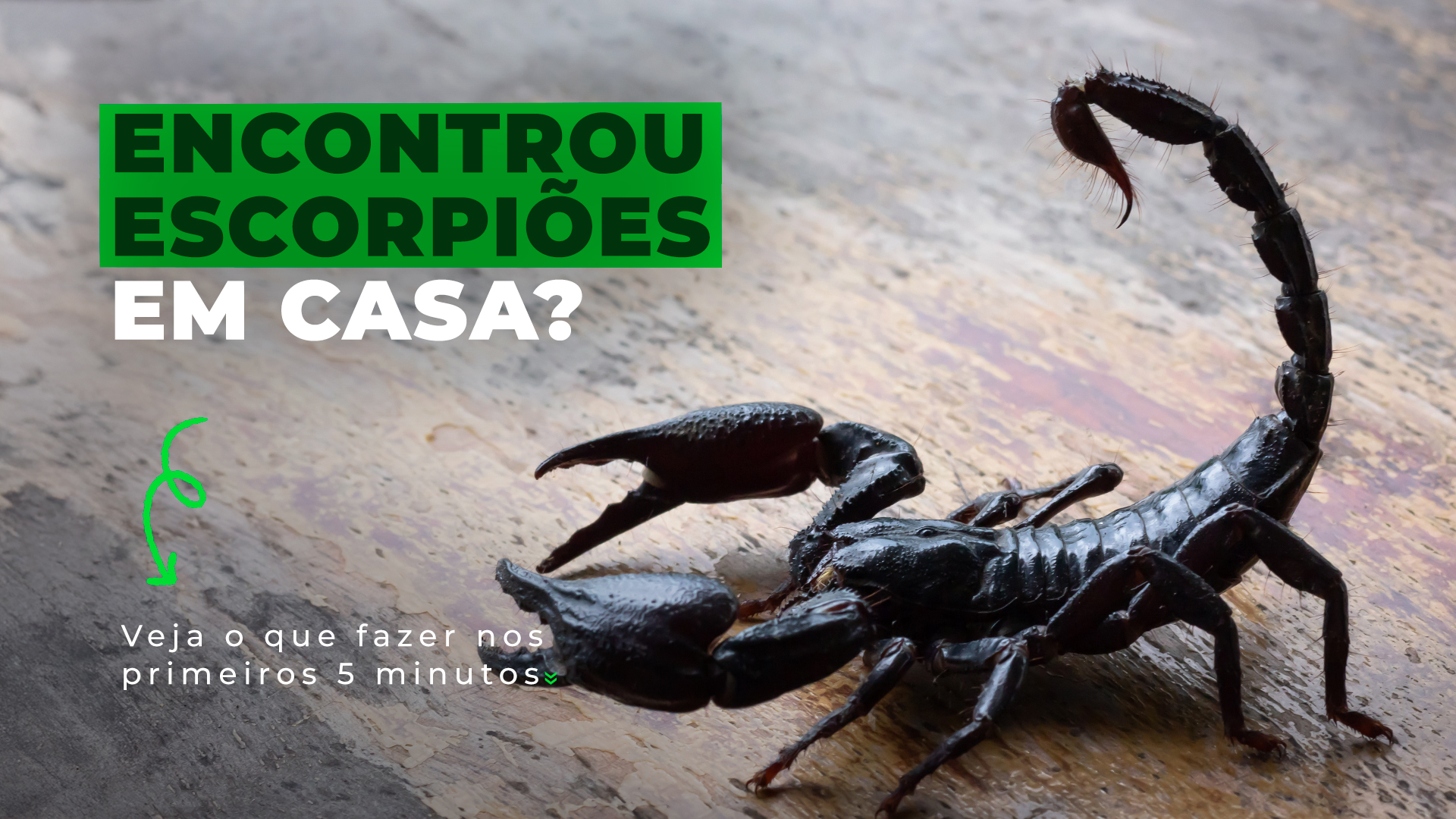 Encontrou escorpiões em casa?  Veja o que fazer nos primeiros 5 minutos