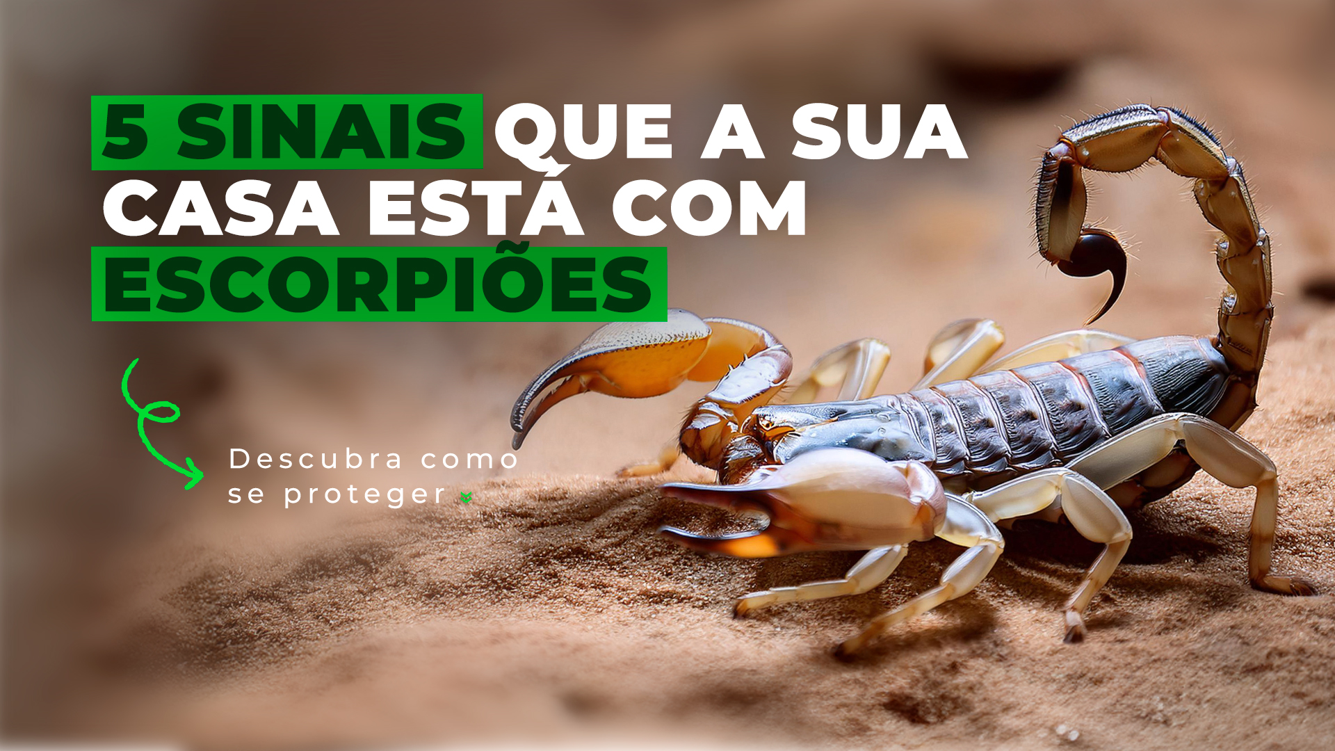 5 sinais que sua casa está com escorpiões