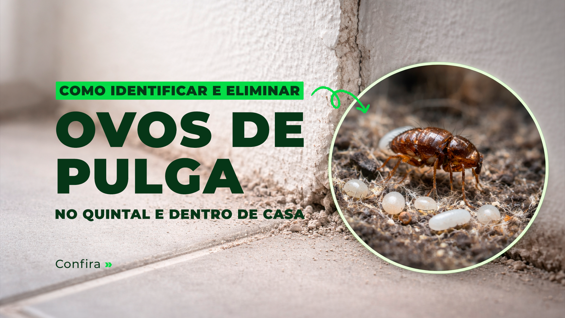 Como identificar e eliminar ovos de pulga no quintal e dentro de casa