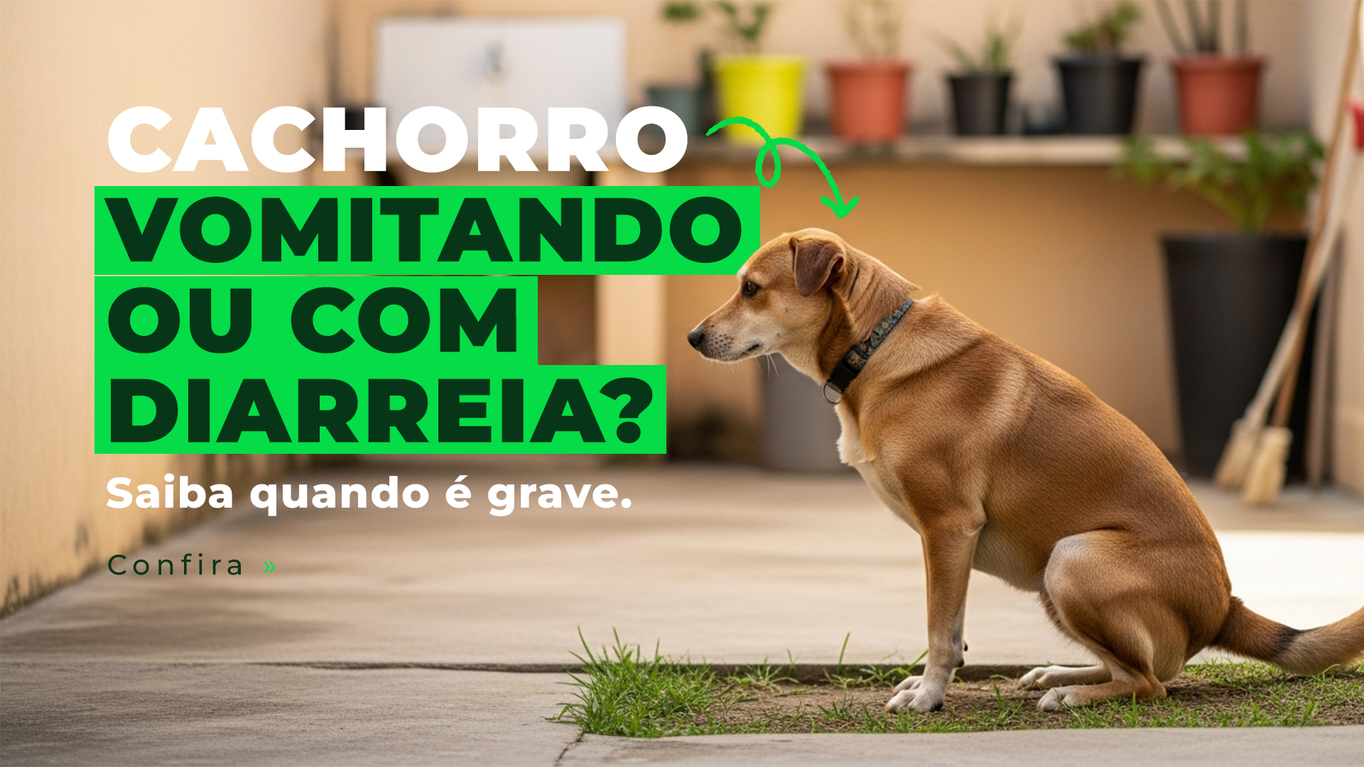 Quando o cachorro está vomitando ou com diarreia: como saber se é doença séria?