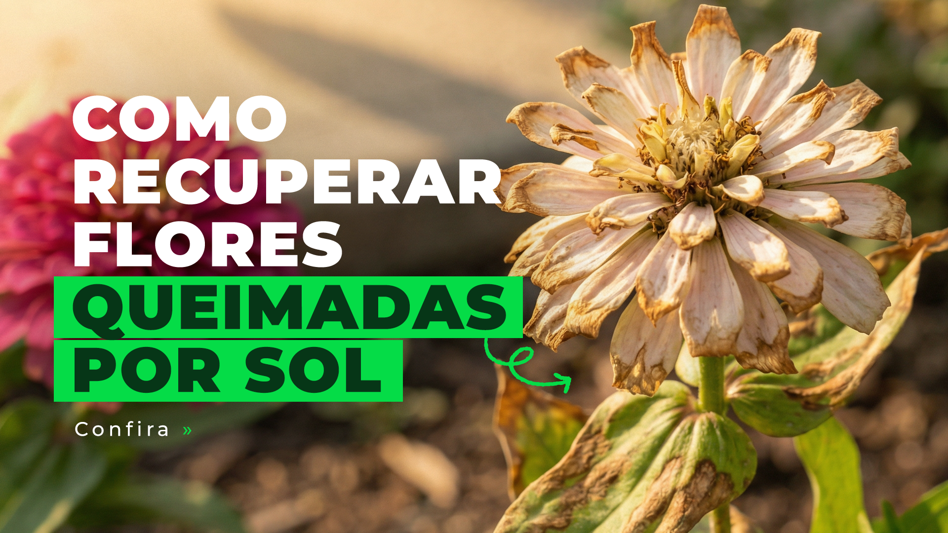 Como recuperar flores queimadas por sol ou adubação incorreta