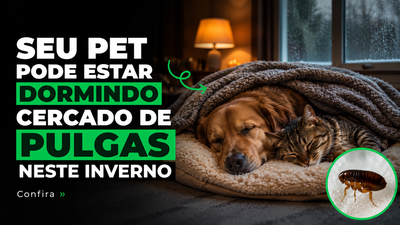 Seu pet pode estar dormindo cercado de pulgas neste inverno