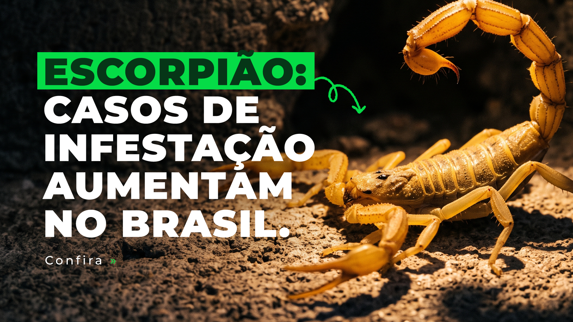 Alerta: o que fazer com o aumento dos casos de escorpião no Brasil