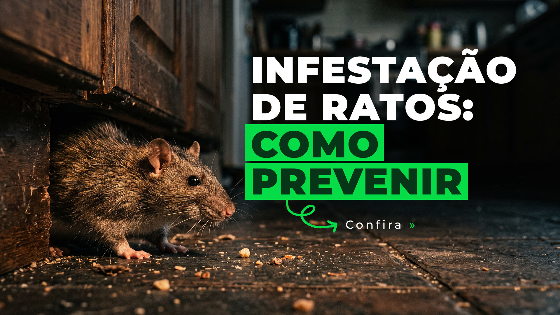 Infestações de ratos no Brasil: por que os casos aumentam e como proteger sua casa