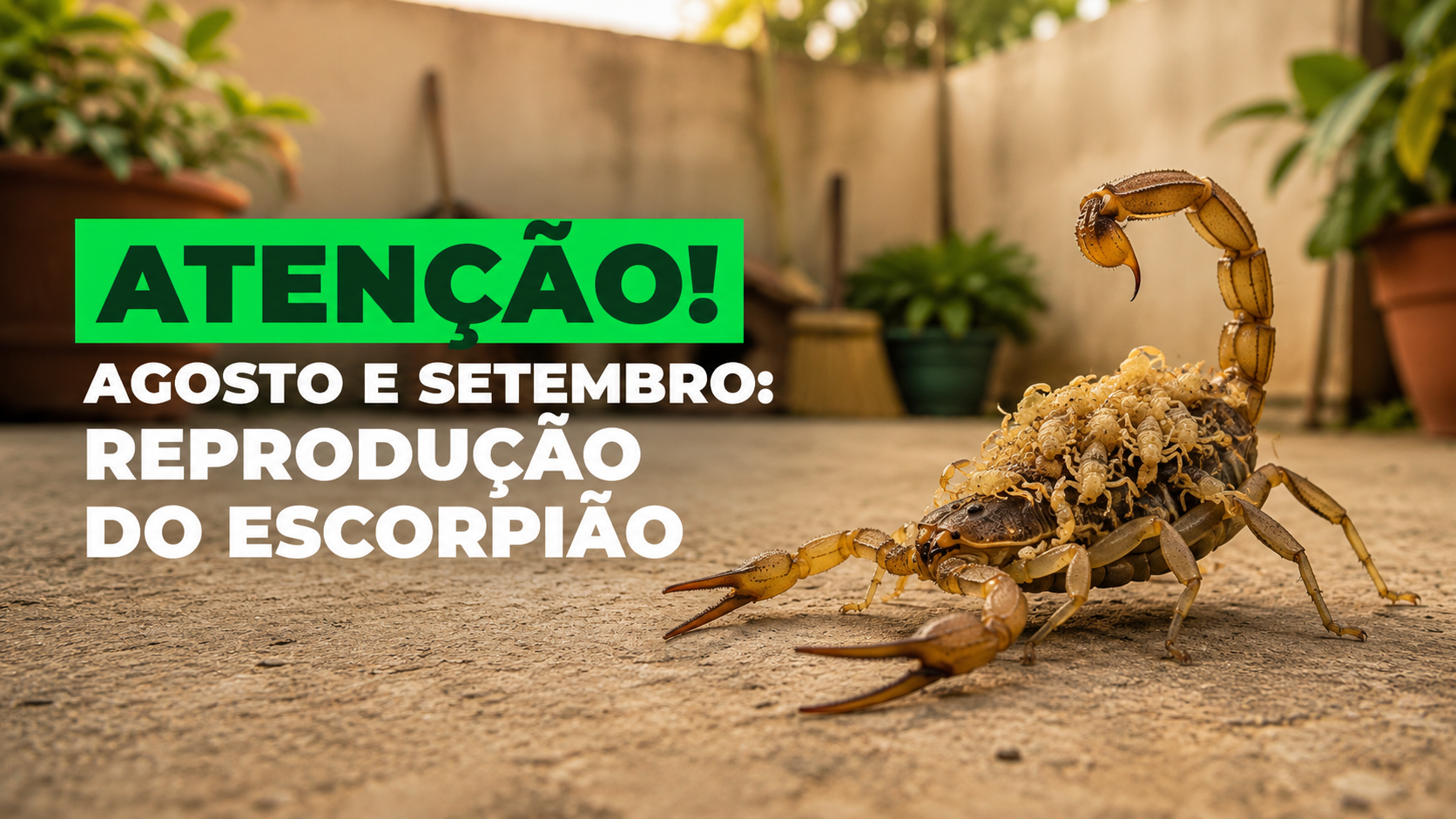 Época de Reprodução dos Escorpiões: Por Que Agosto e Setembro Exigem Atenção