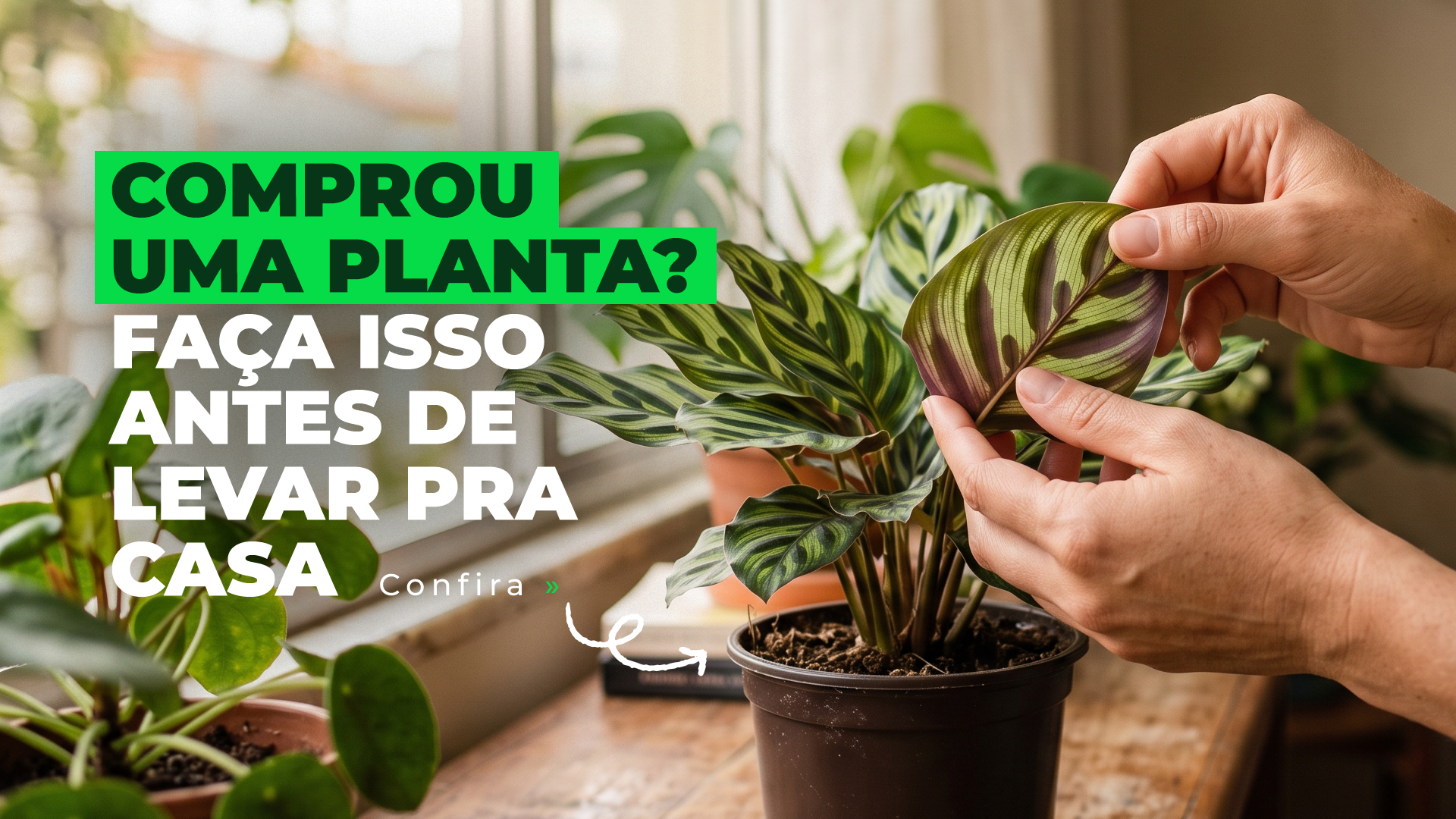 Comprou uma planta nova? Veja o que fazer antes de colocar em casa