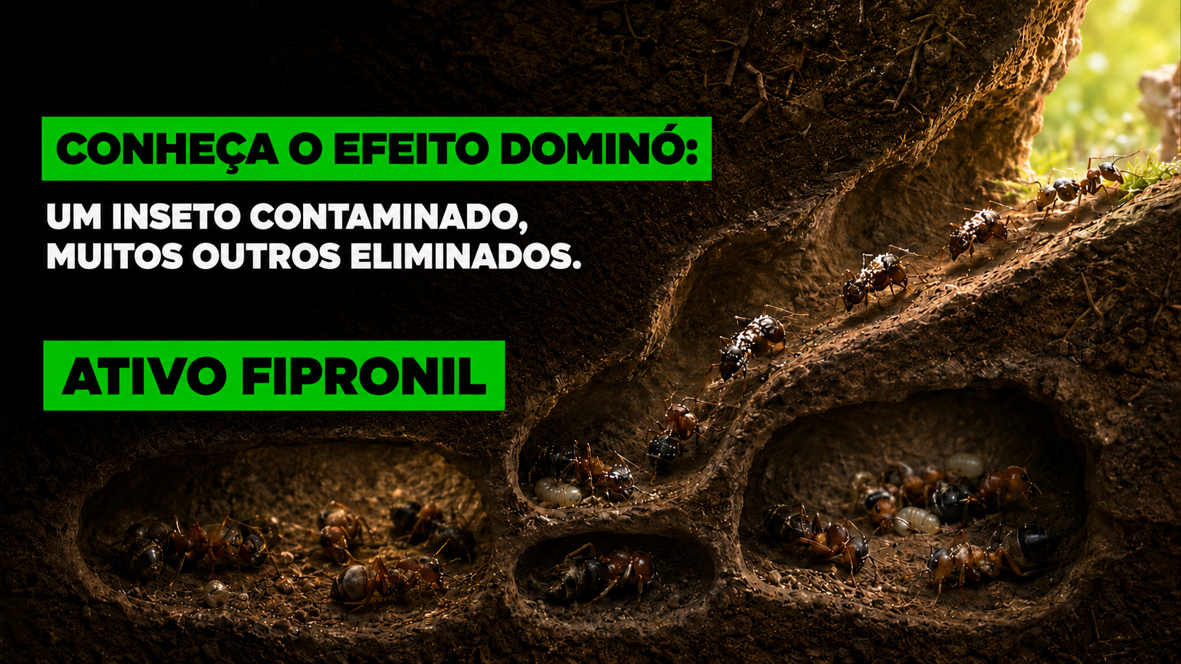 Fipronil: Um inseto contaminado, muitos outros eliminados. Conheça o Efeito Dominó