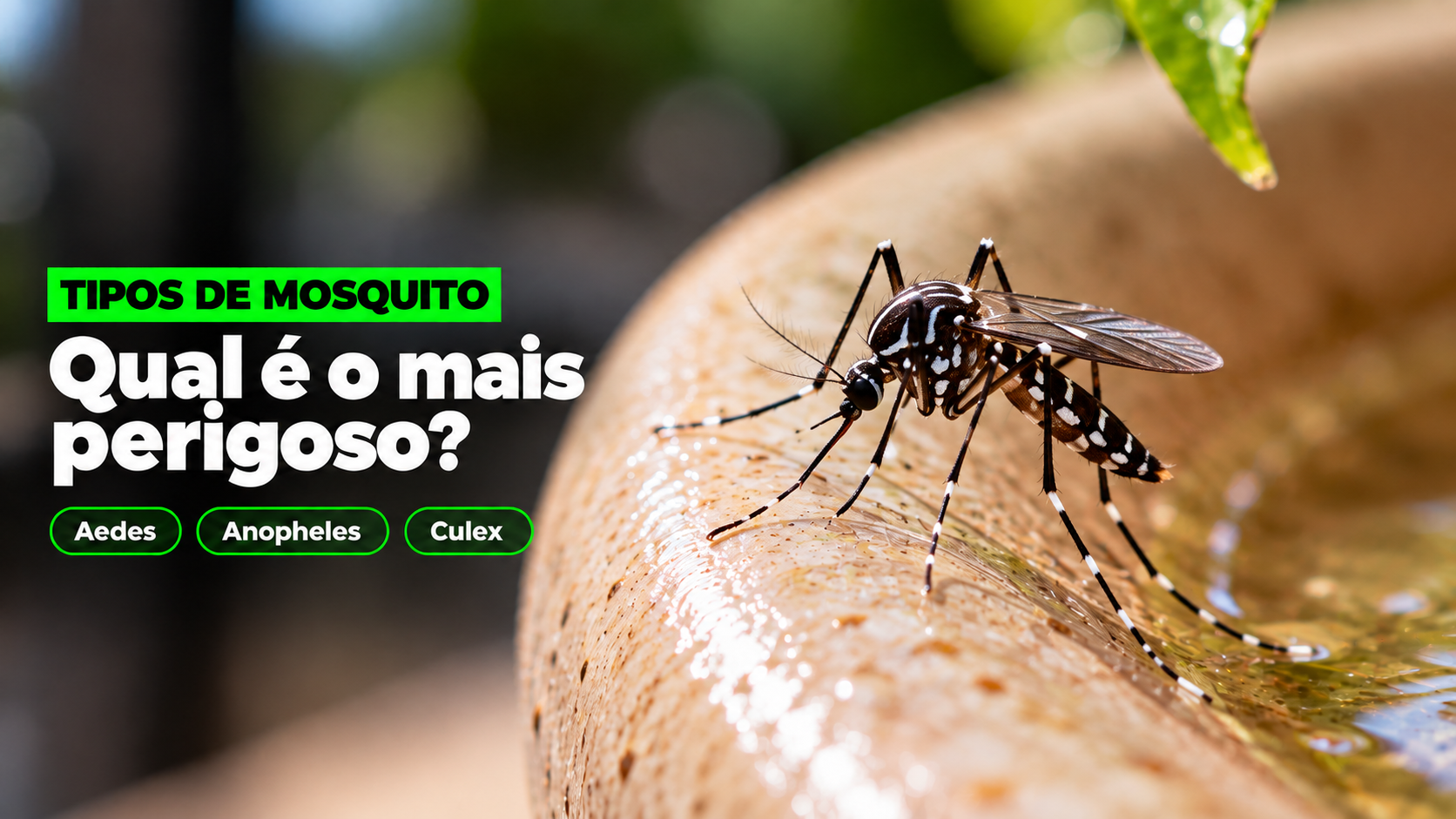 Tipos de Mosquito que Transmitem Doenças: Qual é o Mais Perigoso?